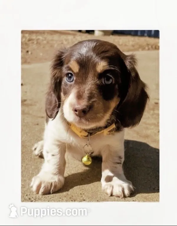 AKC Lh chocolate , a female Miniature Dachshund for sale in Acton, CA – 2 of 3
