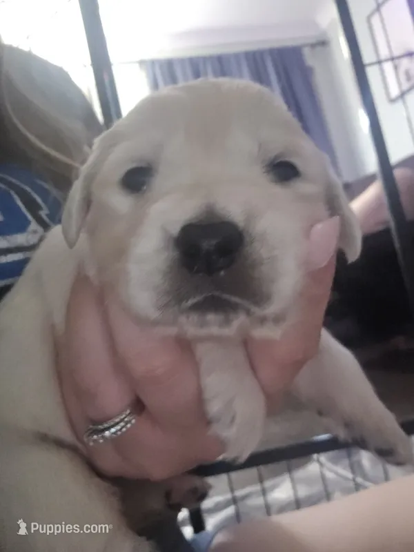Hannah  – English Cream Golden Retriever puppy for sale in Toledo, OH