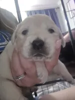 Hannah , a female English Cream Golden Retriever for sale in Toledo, OH – 1 of 1