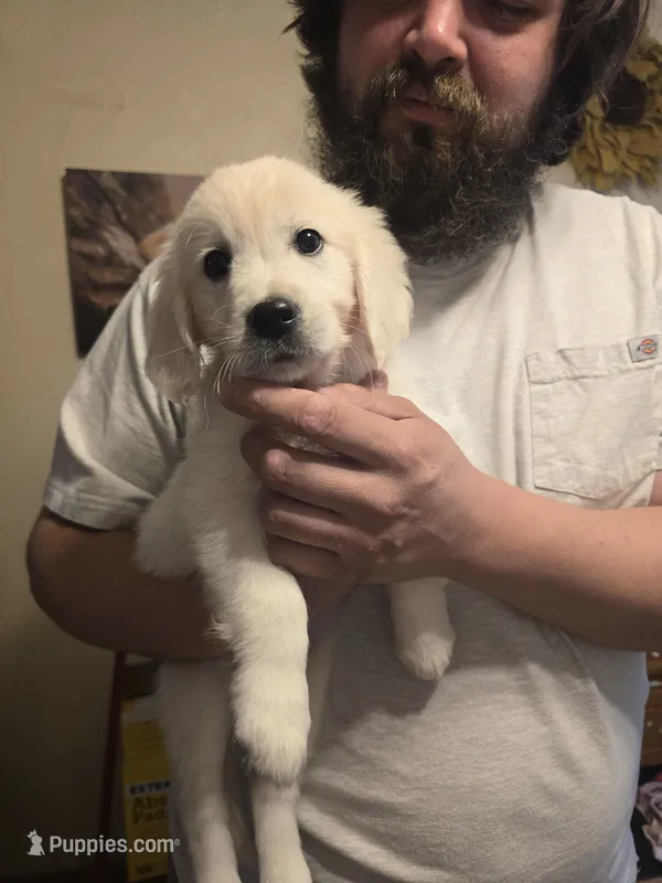 Bella – English Cream Golden Retriever puppy for sale in Toledo, OH