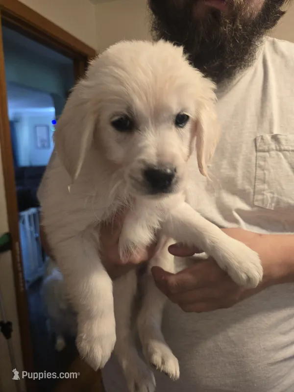 Harley  – English Cream Golden Retriever puppy for sale in Toledo, OH