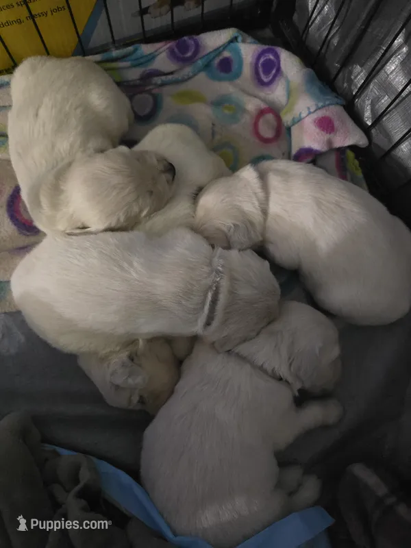 Barry – English Cream Golden Retriever puppy for sale in Toledo, OH