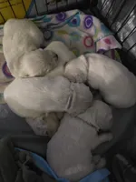 Barry, a male English Cream Golden Retriever for sale in Toledo, OH – 1 of 1
