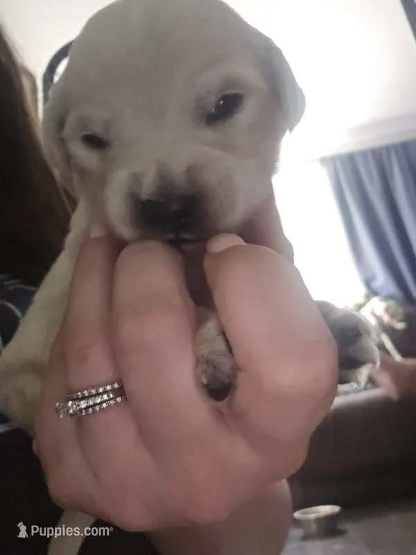 Arthur – English Cream Golden Retriever puppy for sale in Toledo, OH
