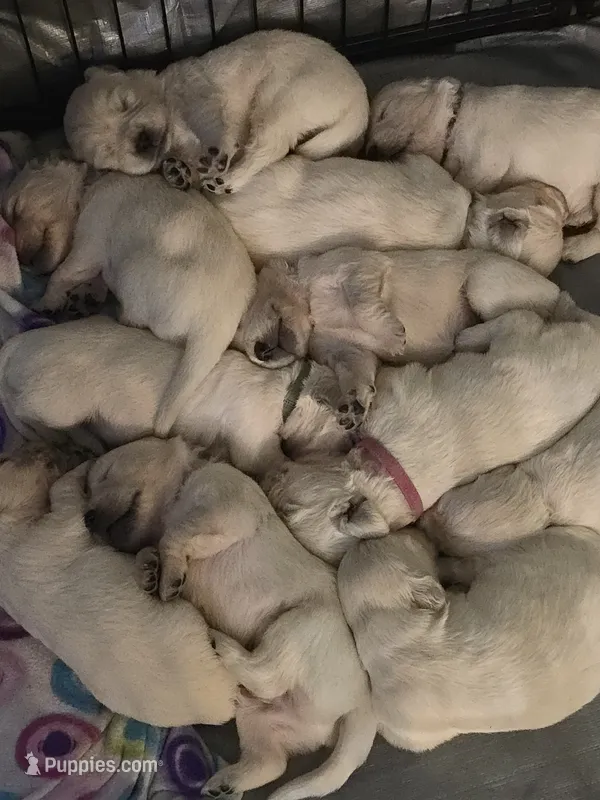 Harley  – English Cream Golden Retriever puppy for sale in Toledo, OH