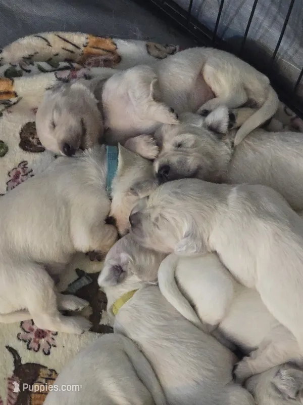 Winston – English Cream Golden Retriever puppy for sale in Toledo, OH