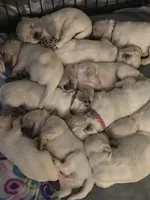 Bandit, a male English Cream Golden Retriever for sale in Toledo, OH – 1 of 1