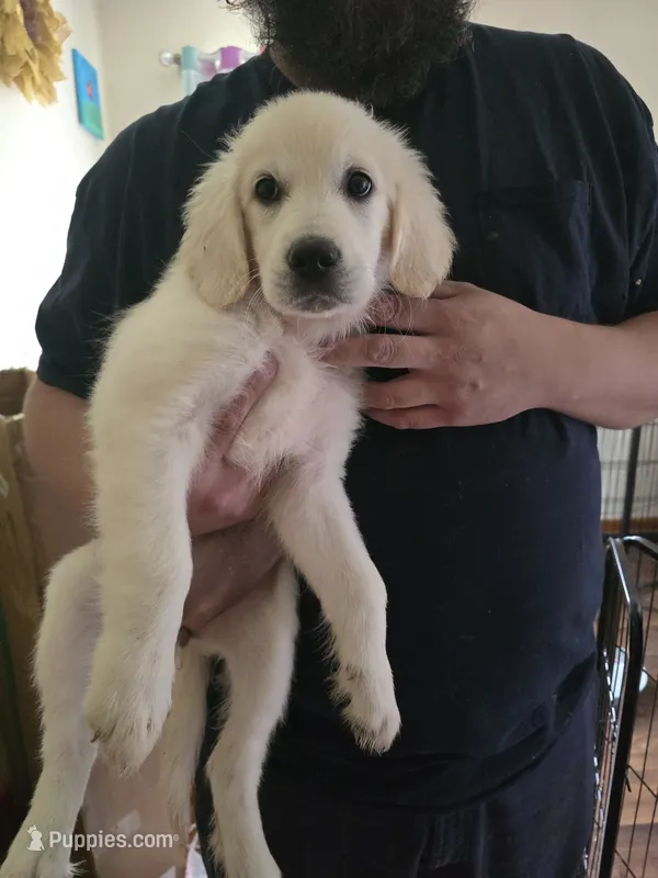 Bella – English Cream Golden Retriever puppy for sale in Toledo, OH