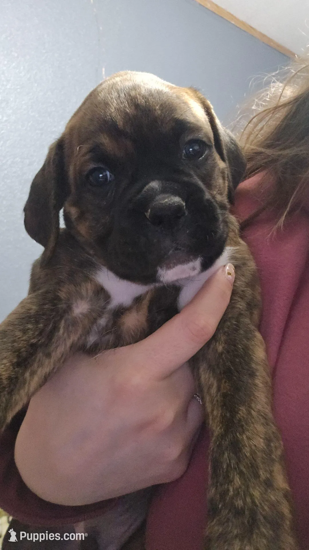Brownie , a female Boxer for sale in Millbury, OH – 2 of 2