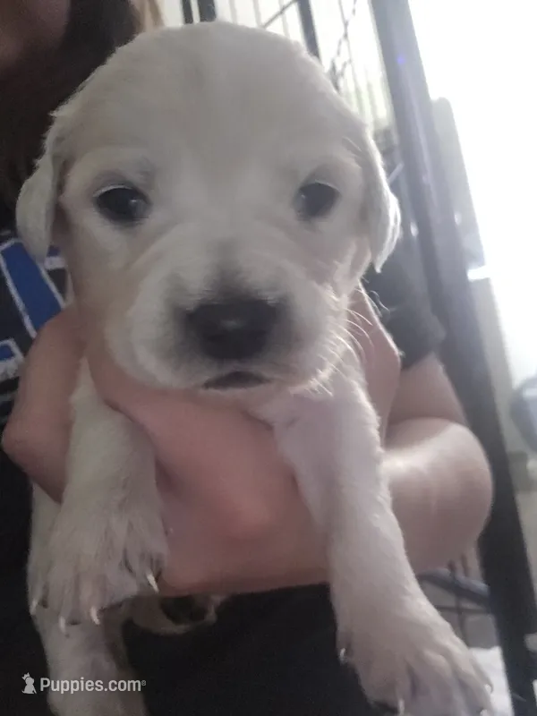 Bella – English Cream Golden Retriever puppy for sale in Toledo, OH