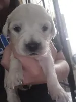 Bella, a male English Cream Golden Retriever for sale in Toledo, OH – 1 of 1