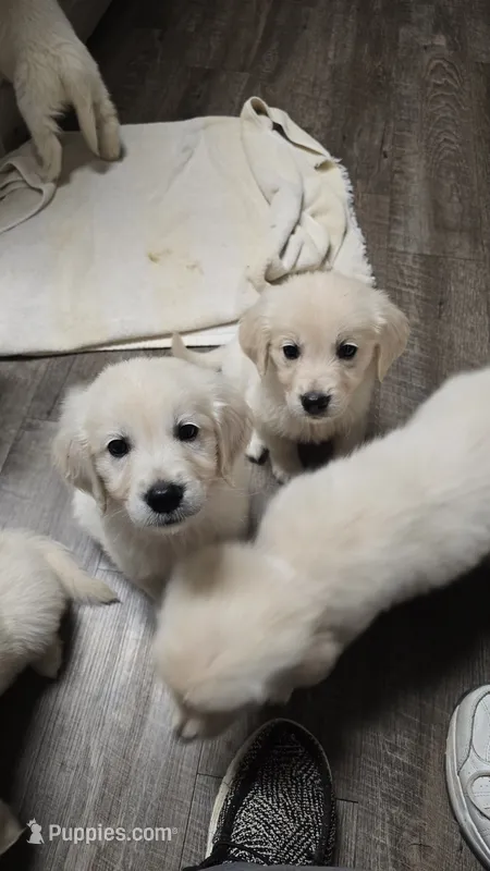 Bandit – English Cream Golden Retriever puppy for sale in Toledo, OH
