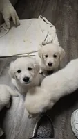 Bandit, a male English Cream Golden Retriever for sale in Toledo, OH – 1 of 2