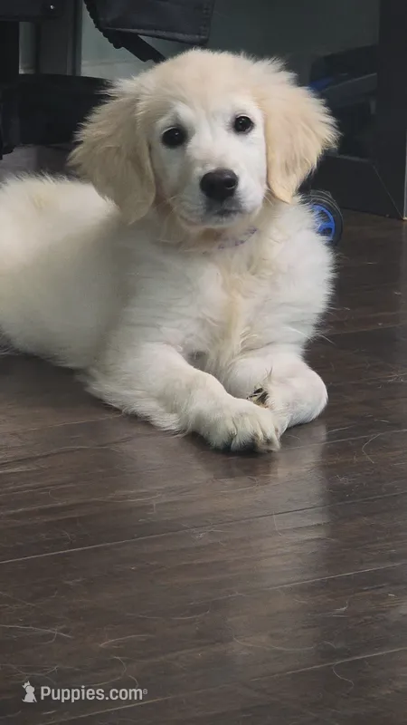Winnie – English Cream Golden Retriever puppy for sale in Toledo, OH