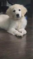 Winnie, a female English Cream Golden Retriever for sale in Toledo, OH – 1 of 4