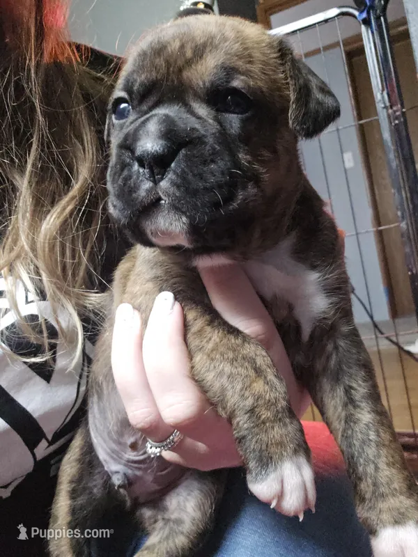 Biscuit – Boxer puppy for sale in Millbury, OH