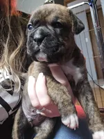 Biscuit, a male Boxer for sale in Millbury, OH – 1 of 1