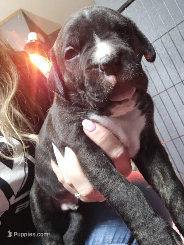 Lance  – Boxer puppy for sale in Millbury, OH