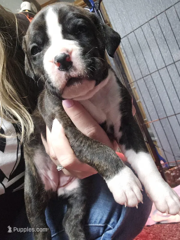 Gabbie, a female Boxer for sale in Millbury, OH – Photo 1 of 1