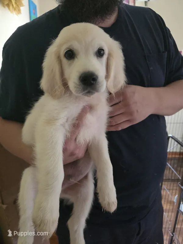 Bandit – English Cream Golden Retriever puppy for sale in Toledo, OH
