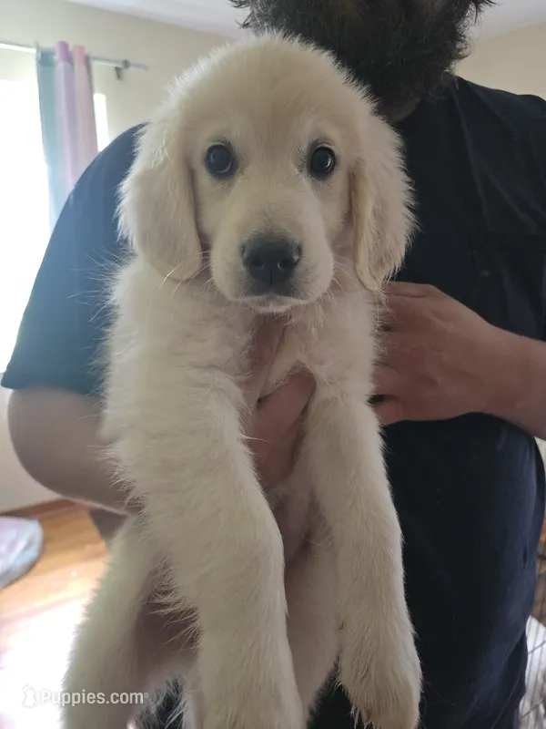Barry – English Cream Golden Retriever puppy for sale in Toledo, OH