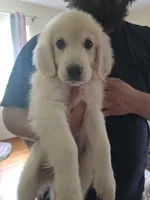 Barry, a male English Cream Golden Retriever for sale in Toledo, OH – 1 of 2