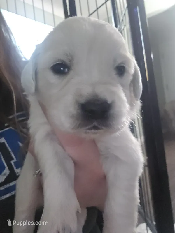 Bella – English Cream Golden Retriever puppy for sale in Toledo, OH