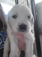 Bella, a female English Cream Golden Retriever for sale in Toledo, OH – 1 of 1