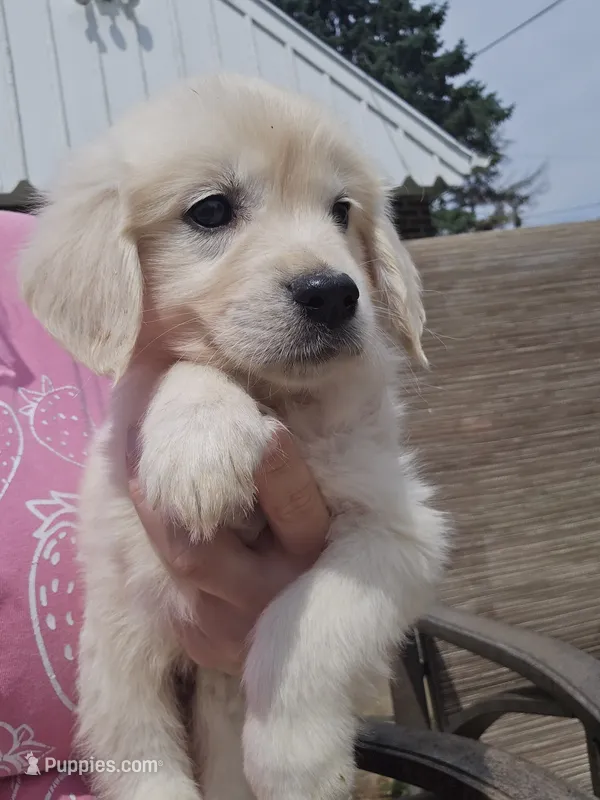 Hannah  – English Cream Golden Retriever puppy for sale in Toledo, OH