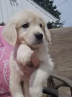 Hannah , a female English Cream Golden Retriever for sale in Toledo, OH – 1 of 2