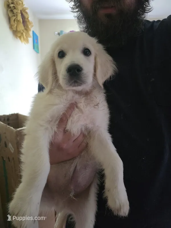 Hannah  – English Cream Golden Retriever puppy for sale in Toledo, OH