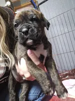 Brownie , a female Boxer for sale in Millbury, OH – 1 of 2