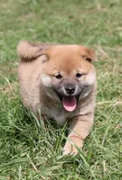 Peanut, a female Shiba Inu for sale in Augusta, WI – 2 of 5