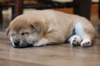 Marshmallow , a male Shiba Inu for sale in Augusta, WI – 3 of 7