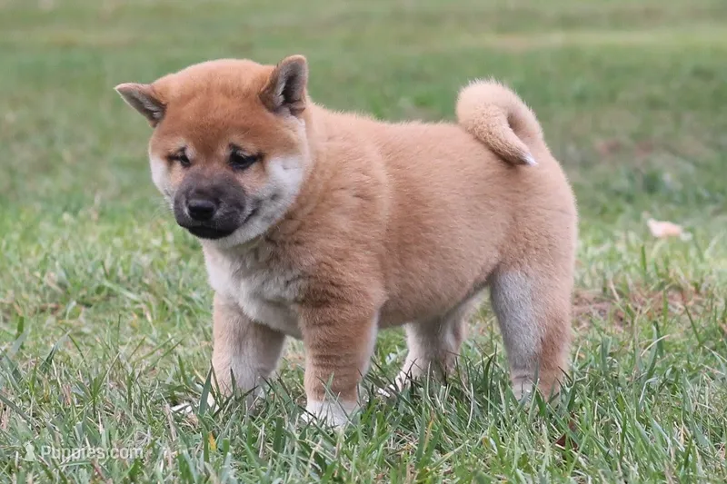 Socks – Shiba Inu puppy for sale in Augusta, WI