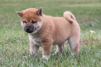 Socks, a male Shiba Inu for sale in Augusta, WI – 1 of 4