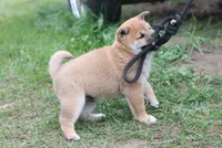 Midnight, a male Shiba Inu for sale in Augusta, WI – 3 of 7