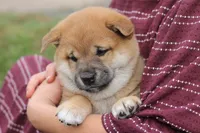Peanut, a female Shiba Inu for sale in Augusta, WI – 5 of 5