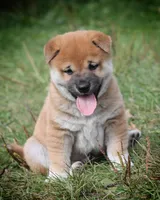 Socks, a male Shiba Inu for sale in Augusta, WI – 3 of 4