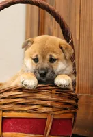 Midnight, a male Shiba Inu for sale in Augusta, WI – 2 of 7