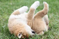 Marshmallow , a male Shiba Inu for sale in Augusta, WI – 4 of 7