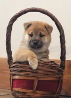 Midnight, a male Shiba Inu for sale in Augusta, WI – 4 of 7