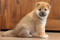 Midnight, a male Shiba Inu for sale in Augusta, WI – 5 of 7