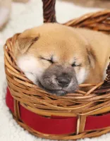 Socks, a male Shiba Inu for sale in Augusta, WI – 4 of 4
