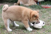 Marshmallow , a male Shiba Inu for sale in Augusta, WI – 6 of 7