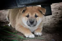 Midnight, a male Shiba Inu for sale in Augusta, WI – 6 of 7