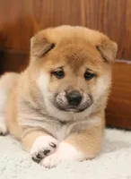 Marshmallow , a male Shiba Inu for sale in Augusta, WI – 2 of 7