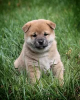Peanut, a female Shiba Inu for sale in Augusta, WI – 1 of 5