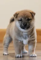 Peanut, a female Shiba Inu for sale in Augusta, WI – 3 of 5