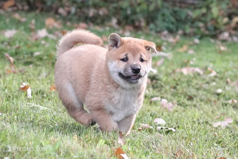 Midnight – Shiba Inu puppy for sale in Augusta, WI